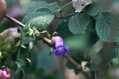 Nilgirianthus heyneanus